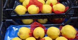 We sell fresh fruit and vegetables imported from Turkey