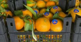 Arance Navel Arance Valencia Mandarini Mandarini Tutte le dimensioni/qualità
