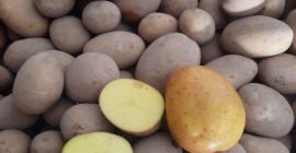 Ядливи картофи от сорта Корина