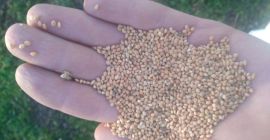 I will sell millet for PLN 2 per kg