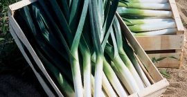 I will buy Fresh Leek 1st and 2nd class