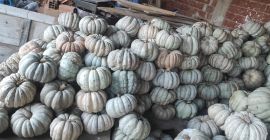 Locally grown pumpkins. They are well treated and ready