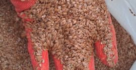 We ask our agricultural products: linseed and many other