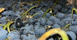 Wir bieten hochwertige schwarze Trauben zum Verkauf an. Wir