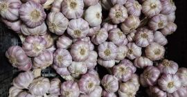 Aglio polacco Harnaś da cella frigorifera Calibro da 4,5