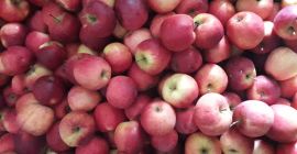 Ich verkaufe Äpfel zum Verzehr zum Erzeugerpreis. Sorten Ionathan,