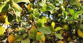 Fine lemon from the Huerta de Murcia, traditional cultivation.