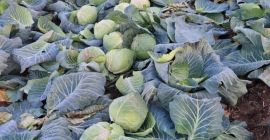 White cabbage, production and producer price, quality, packaging, and