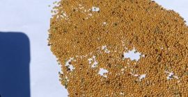 White mustard. High-quality.