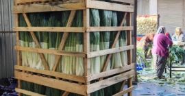 I am selling leeks exactly as in the picture.