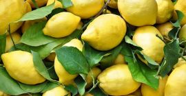 Fresh, high quality FRUIT AND VEGETABLES from Italy Lemon