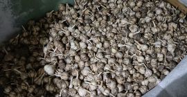 Пољски бели лук узгајан у сопственој башти, без ђубрива