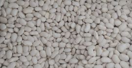 Hello, I am selling white dwarf beans 100-120/100g in