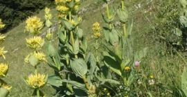 Yellow gentian, 7-year-old root, dried. Our gentian was planted