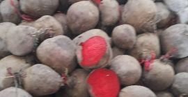 We offer beetroots for processing purposes. BIG Bags for