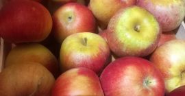 I am selling apples of the Ajdared variety, the