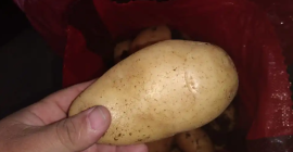 ние доставяме пресни картофи Agria на много добра и