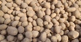 I am selling potatoes of the Soraya variety, delivery