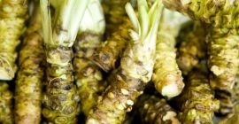 Fresh Japanese horseradish root Wasabi. Preferred email contact [e-mail]
