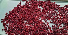 Our Ukrainian company offers high-quality frozen raspberries. The price