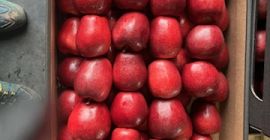 I am selling Red Jonaprince apples.