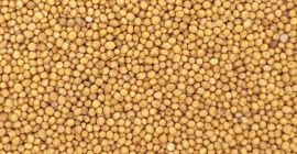 I am looking for 50-100 tons of mustard seeds