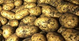 Hochwertige frische Bauernkartoffeln für den Großhandel Spezifikationen frische Zwiebeln