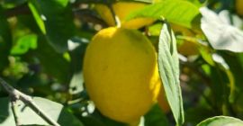 Varietà unica di limoni Verna della Regione di Murcia,
