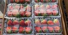 Wir verkaufen frische Erdbeeren. Sorte: Fortuna – Festival –