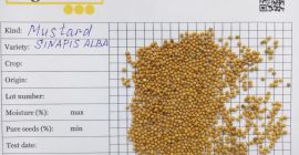 Фирмата ни Ingran предлага семена от кафяв синап (Brassica