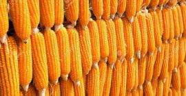 Продавам био зърнена царевица от сушилня реколта 2024г