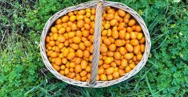 Kumquat aus Portugal. Direkt vom Erzeuger. Aktuell stehen 50