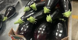 Eggplant from Spain, without intermediaries - large quantities