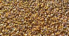Kukorica GMO-k nélkül. GMP+ tanúsítvány. Alapvető minőségi mutatók. Raktáron