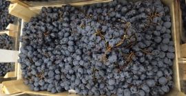 Venderò 6-7 tonnellate. uva per l&#39;industria. Varietà Moldova, confezionata