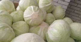 I will sell market quality white cabbage. Caliber 1.5-4kg.