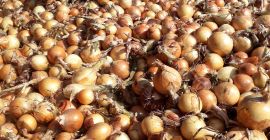 I have about 13 tons of yellow onions to