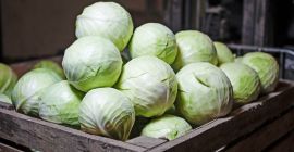 The company offers fresh white cabbage for the 2024