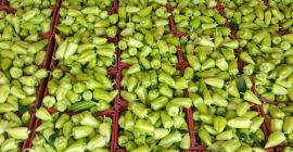 Esportazione di peperoni verdi freschi dall&#39;Uzbekistan La nostra azienda