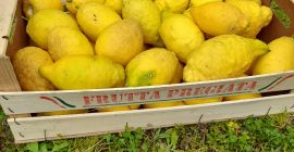 Bio-Zitronen aus Kampanien