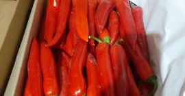 fesh red chilli fresh Red chillies export from Uzbekistan