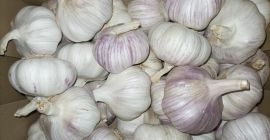 Voi cumpara orice tip de usturoi spaniol - violeta