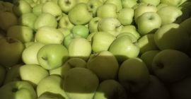 Ich verkaufe Äpfel der Sorten Ajdared, Golden und Modi.