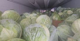 Здраво, имам бели и црвени купус од 1-3,5 величине