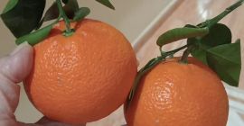 Clementine / Mandarin Variety: Ortenique, Orri, Narrot Caliber 1/4: