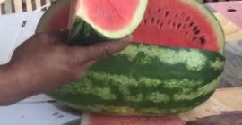 Wir sind Importeure und Produzenten von Zaghoura-Wassermelonen. Wir bieten