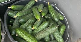 I will sell cucumber from Romania in large quantities.