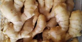 Fresh ginger rhizome for sale. Possibility of selling in