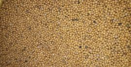 I am offering mustard seeds &quot;Gracja&quot;. Very good quality.