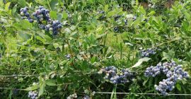 We produce and sell fresh bluberries. Ripenig time is